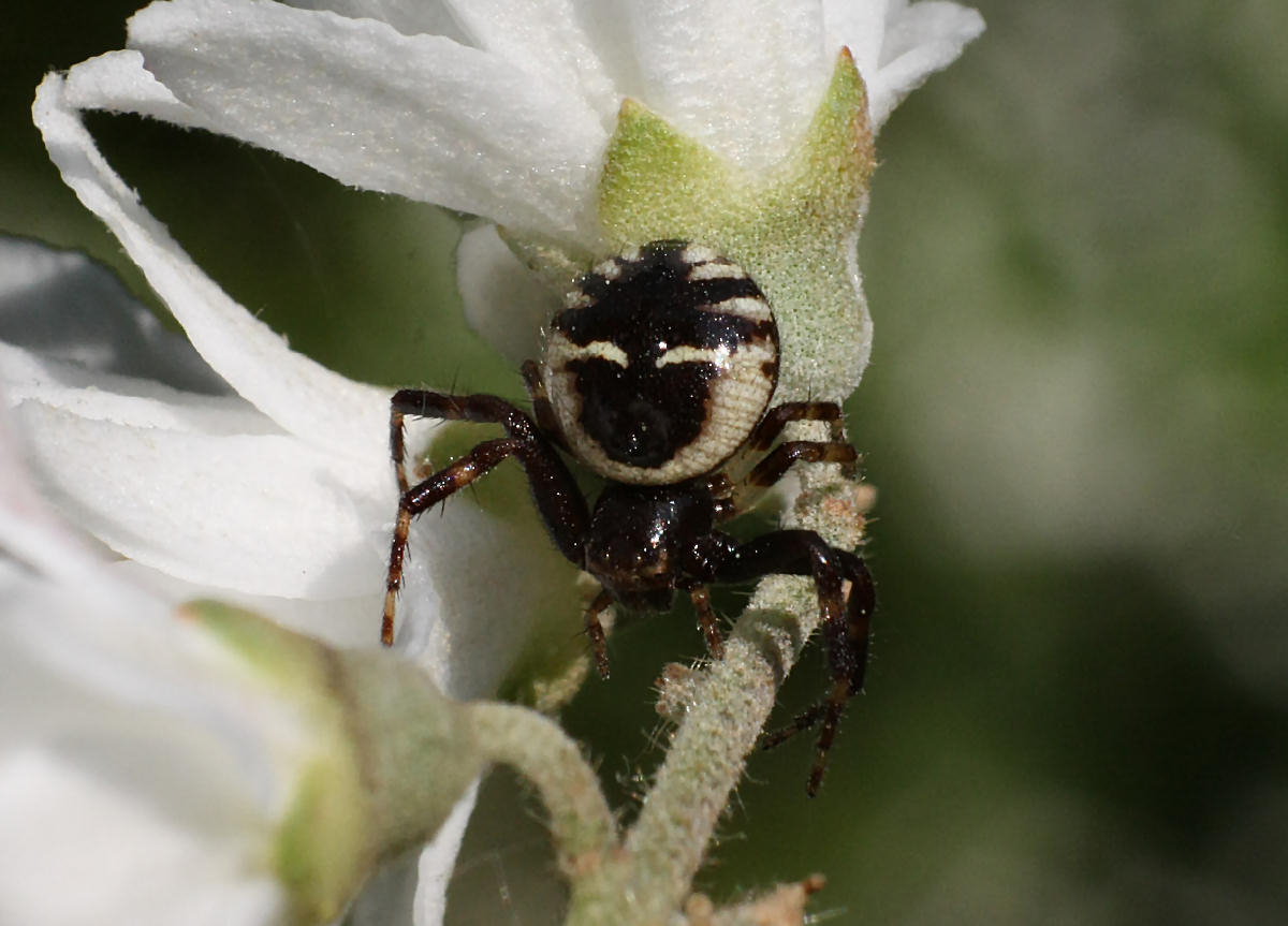 Synema globosum - Lesmo (MI)